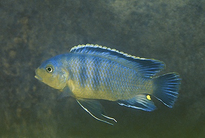 Petrotilapia genalutea 'Selewa'
